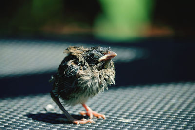 Close-up of a bird