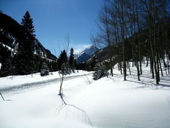 Bare trees on snow covered field