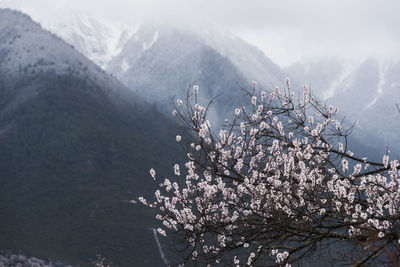 View of cherry blossom against mountain range