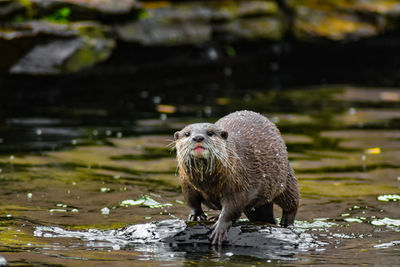Portrait of an otter in lake