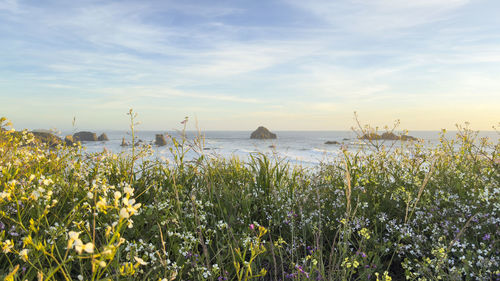 Scenic view of sea against sky during sunset