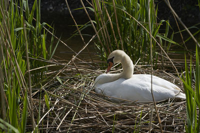 View of swan on lake