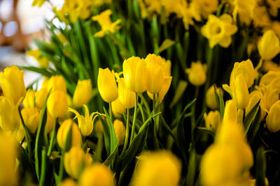 Close-up of yellow tulip plant