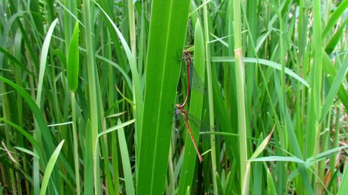 Close-up of insect on grass