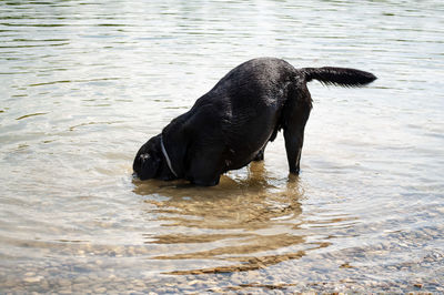 Black dog in a lake