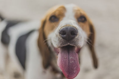 Close-up portrait of dog