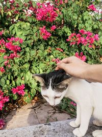 Cat looking at flower plants