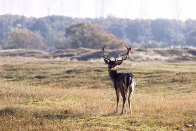 Deer looking at camera on field