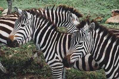 Close-up of zebra