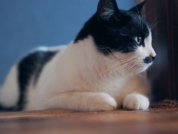 A beautiful two-tone cat with a spot on his mouth and mustache lies on the floor and poses 