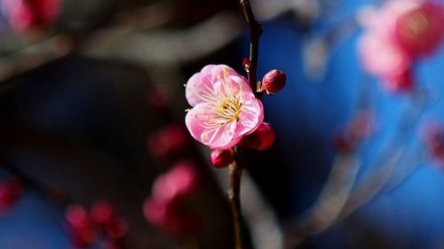 Close-up of pink flower growing outdoors