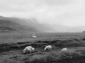 Sheep grazing in a field