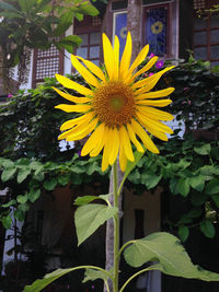 Close-up of sunflower