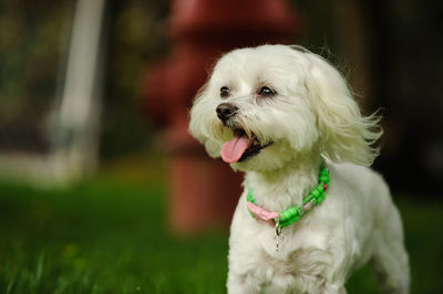 Close-up of dog