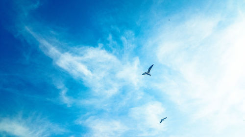 Low angle view of seagulls flying in sky