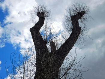 Low angle view of bare tree against sky