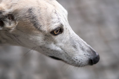 Close-up of dog looking away