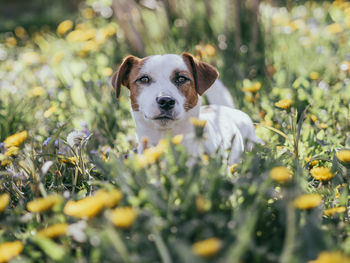 Portrait of dog on field