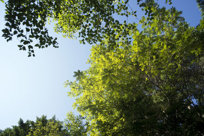 Low angle view of tree against sky