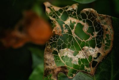 Close-up of leaves against blurred background