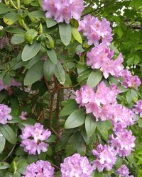 Close-up of pink flowers