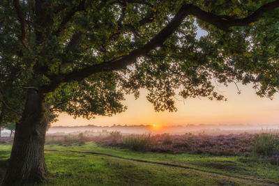 Trees on field against sky during sunset