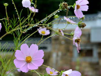 Close-up of pink flowering plant