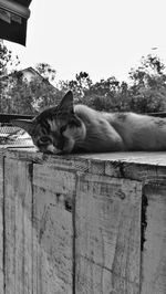 Portrait of cat relaxing against sky