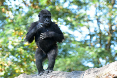Chimpanzee standing on branch