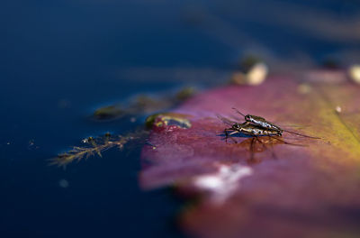 Close-up of insects mating on leaf in lake