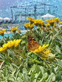 Close-up of butterfly pollinating on yellow flower