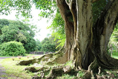 Trees in forest