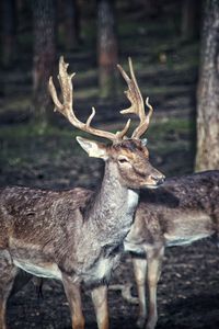 Deer standing in a forest