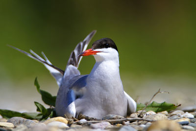The common tern on the nest, the drava river