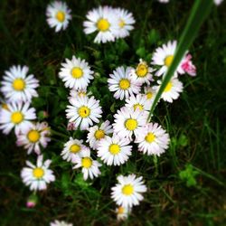 Close-up of daisy flowers blooming in field