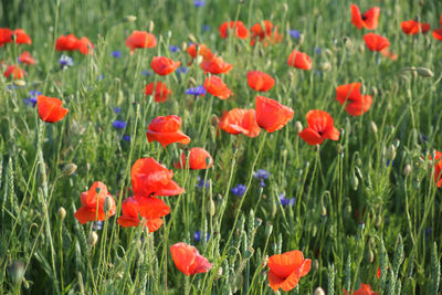 Close-up of red poppy flowers on field