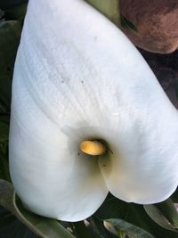 Close-up of white flower blooming outdoors