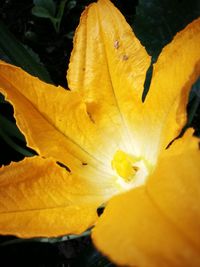 Close-up of yellow flower blooming outdoors