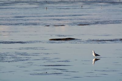 Seagulls flying over sea