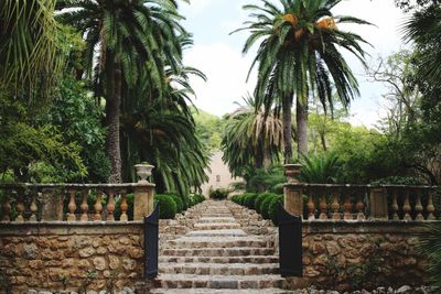 Palm trees in park against sky