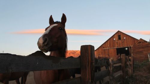 Close-up of horse in pen against sky