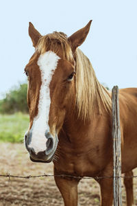 Portrait of horse in ranch