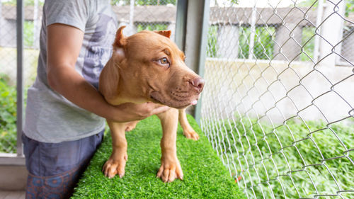 Portrait of dog on grass