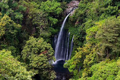 Scenic view of waterfall in forest