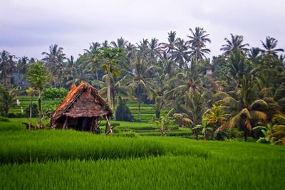 Scenic view of rice paddy against sky