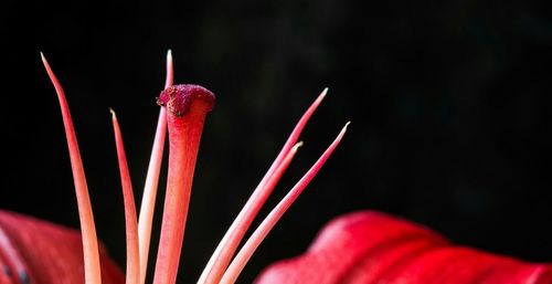 Close-up of red rose