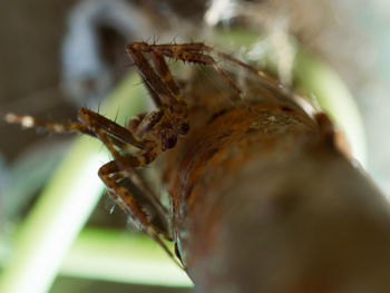 Close-up of spider