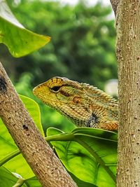 Close-up of a lizard on tree