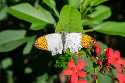 Butterfly on flower