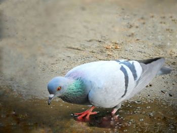 Close-up of duck in water